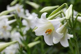 Check spelling or type a new query. Easter Lily Koppert