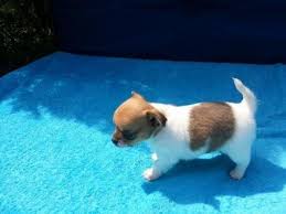 Ein kleiner rüde sucht nun noch sein neues zuhause.hat unsere border collie hündin angy 4 wunderschöne welpen zur welt gebracht.standort: 10 Wochen Alter Chihuahua Welpe Sucht Ein Neues Zu Hause Hunde Kleinanzeigen Net