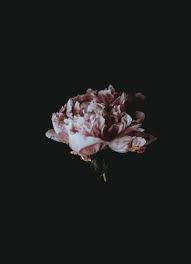 Amazing Travel Wallpapers For Iphone X Dark Flowers Peony Wallpaper Flower Aesthetic