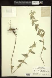 Image result for Leucas capensis