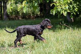 Gordon setter (7) greyhound (2) groenendael (1) havaneser (142) havapoo (15). Gordon Setter Charakter Haltung Pflege Rassebeschreibung Zooplus
