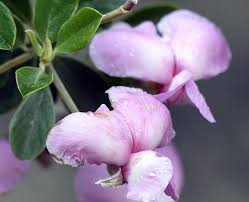 Image result for Podalyria calyptrata