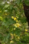 Image result for Hippocratea volkensii