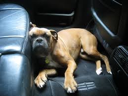 Back seat boxer | alan miles | Flickr