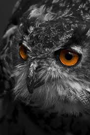 White Bird With Big Eyes Free Stock Photo Of Black And White Bird Animal Eyes Blackandwhiteanimalphotography Bird Photography Black And White Birds Black And White Portraits