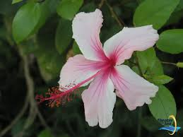 Hibiscus (hibiscus spp.) are tropical plants. Hibiscus Develops Large Trumpet Shaped Flower Without Scent Flower Consists Of Five Or More Petals That Can Be White Flower Garden Hibiscus Tropical Plants