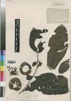 Image result for Massularia