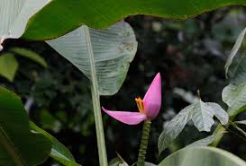 Image result for Musa sp. (Ornamental bananas)