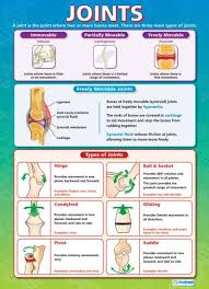 Joints Science Educational School Posters Biology Lessons Biology Revision Gcse Science