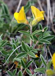 Image result for Argyrolobium