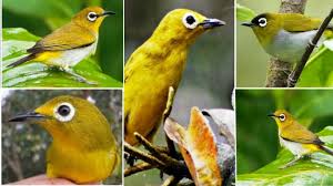 Dengan ciri mempunyai suara kristal nyaring dan memiliki iris mata bewarna putih. 10 Jenis Burung Pleci Silvereye Yang Ada Di Berbagai Belahan Dunia