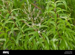 Image result for Aloysia citrodora