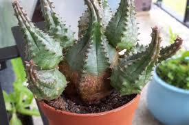 Then, you can simply propagate the cactus by division. Propagating Succulents Thrive