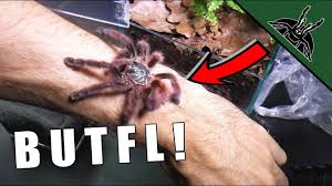 Das ist das neue ebay. Pretty Tarantula Is A Thing Avicularia Care Sheet Youtube