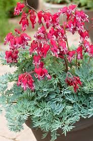 Dicentra 'burning hearts' is a hybrid between d.peregrina and d. Fern Leaf Bleeding Heart Dicentra X Burning Hearts From Growing Colors