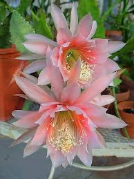 Beautiful Flowers Perfect For Special Occasions Unusual Flowers Orchid Cactus Beautiful Flowers