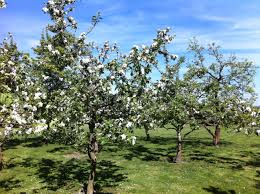 Obstbaume Lalendorf Garten Pflanzen Bauerngarten Pflanzen