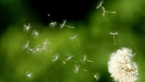 Perasaan cinta juga bisa menjadi penyemangat hidup. Puisi Bunga Ilalang Oleh Rizza Syakieb