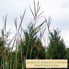 Image result for Andropogon lima