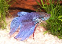 Make sure that you monitor your fish at all times because you want to ensure that they are healthy. Do Betta Fish Get Depressed How To Make Your Betta Fish Happy Betta Care Fish Guide