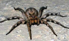 What are wolf spiders and where do these live? Cute Cool Pets 4u World S Most Poisonous Spiders Poisonous Spiders Brazilian Wandering Spider Spiders Scary