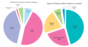 Some of these hardy freshwater fish includes cichlids, guppies, mollies, bettas, plecos and loaches. Malaysia Fish Feed Market Trend Fish Feed Pellet Machine By Dorri Li Linkedin