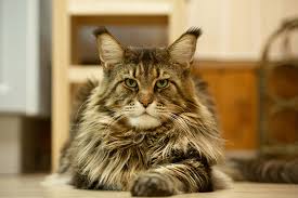 Rekomendasi 10 makanan kucing yang bagus. Ras Kucing Maine Coon Whiskas