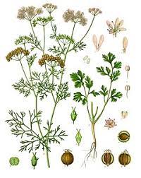 Daunnya memang kecil tapi kandungannya luar biasa, ini dia manfaat hebat daun parsley. Ketumbar Wikipedia Bahasa Indonesia Ensiklopedia Bebas