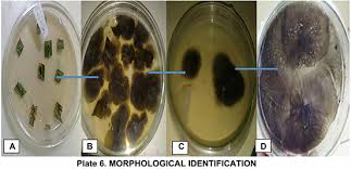 Image result for Kohautia microflora