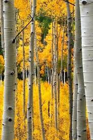 Birch Trees In Fall Photos Glasklart Theme Is Amazing Iphone Wallpaper Fall Tree Wallpaper Beautiful Tree