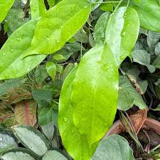 Image result for Uapaca nitida