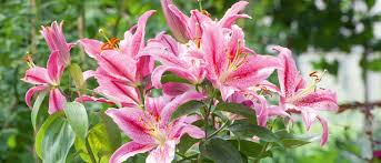 Image result for Lilium martagon `Arabian Night`