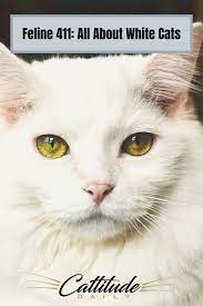 Feline 411 All About White Cats White Cats Cat Facts Cats
