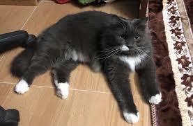 Dry food tak beri yg mahal. Meow Kurus Takde Selera Makan Cara Gemukkan Kucing Facebook