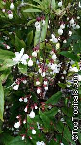 Image result for Clerodendrum abilioi
