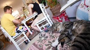 Cats Is A Disaster But Cats Aren T The Best Cat Cafes To Show Your Solidarity With Our Beloved Companions Cats Cat Cafe Animals