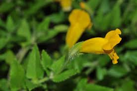 Image result for Torenia thouarsii