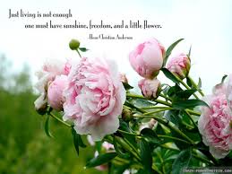Cool short happiness quotes happiness is not an ideal of reason, but of imagination. Quotes About Happiness And Flowers Quotesgram