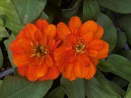 Profusion double cherry and profusion cherry. Zinnia Profusion Double Fire Premier Growers Inc