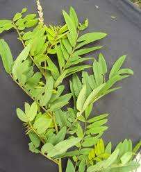Image result for Sophora velutina