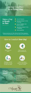 When to take your dog to the vet for breathing problems? Is My Dog Dying Learn The Signs How To Comfort Say Goodbye To Your Dog