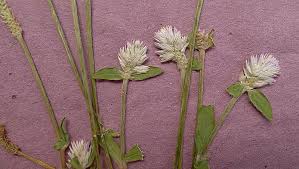 Image result for Gomphrena celosioides