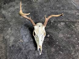 how do deer grow antlers so quickly outdoor life