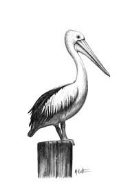 Pelican Drawing For Mum By Me Max Hamilton Pelican Art Pelican Drawing Pelican Tattoo How to draw a pelican easy and step by step. pinterest