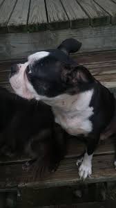 See more of boston terrier puppies on facebook. Boston Terrier Puppy Dog For Sale In Malvern Arkansas