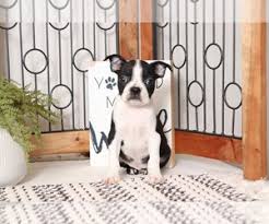Learn more puppies available located on the louisiana / mississippi state line, we … home read more » Boston Terrier Puppies For Sale Near Orlando Florida Usa Page 1 10 Per Page Puppyfinder Com