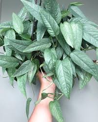 Epripremnum Pinnatum Cebu Blue Pothos Plants Inside Plants House Plants