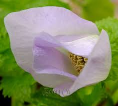 We are also delighted to hold a national collection of. Glaucidium Palmatum Botanically Inclined Seed Adventures