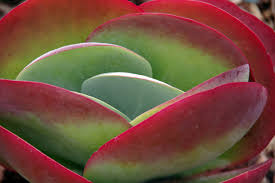 Image result for kalanchoe thyrsiflora