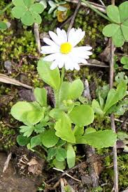 Image result for Bellis